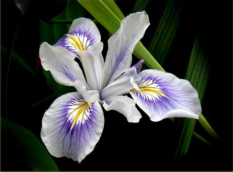 flor de iris-4